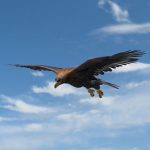 Golden Eagle (ANIMATED)