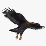 Golden Eagle (ANIMATED)
