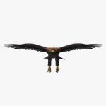 Golden Eagle (ANIMATED)