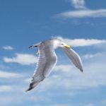 Seagull (ANIMATED)