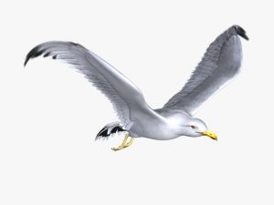 Seagull (ANIMATED)