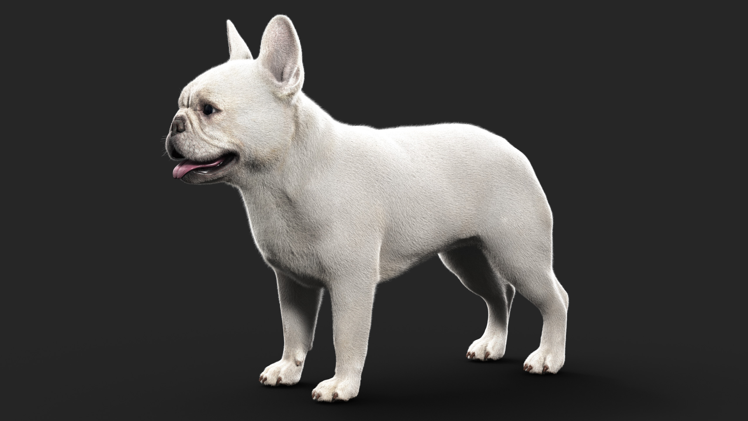 French BullDog (ANIMATED) (XGEN-CORE)