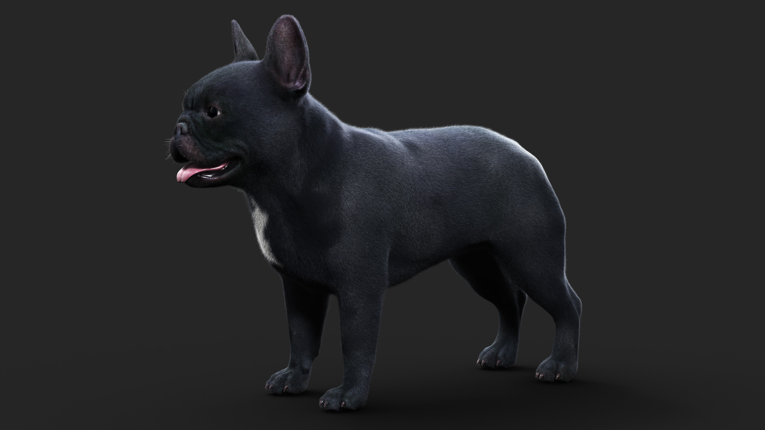 French BullDog (ANIMATED) (XGEN-CORE)