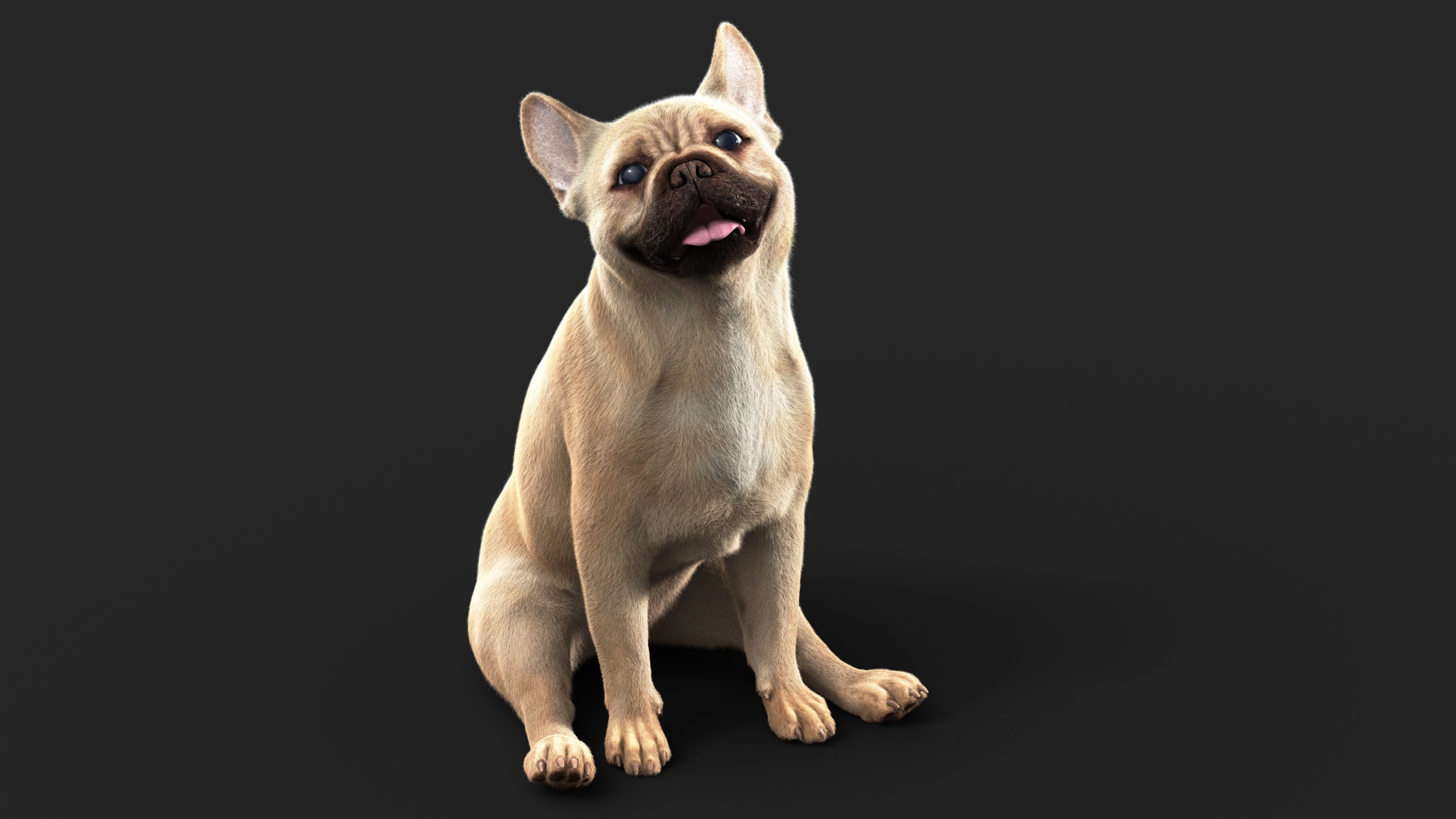 French BullDog (ANIMATED) (XGEN-CORE)